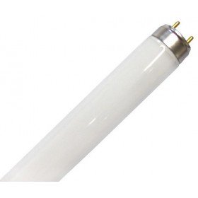 TUBO NEON T8   36W 4200K